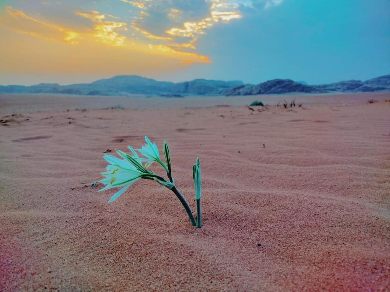 Wadi Rum Rozana Camp Exterior photo