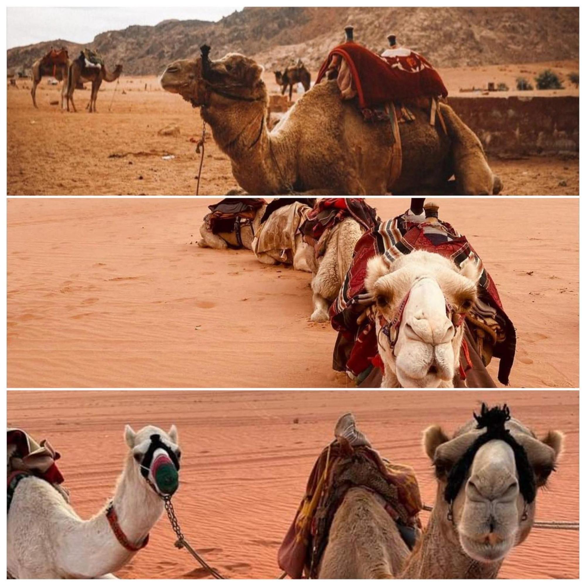 Wadi Rum Rozana Camp Exterior photo